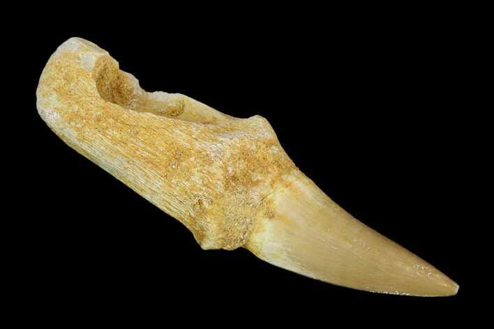 Fossil Rooted Mosasaur (Eremiasaurus) Tooth - Morocco #117007